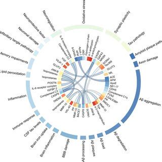 Potential proteomic biomarkers associated with AD. The diagram shows... | Download Scientific ...