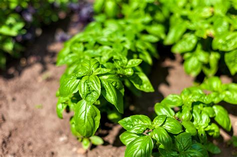 Sweet Basil - Food Gardening Network