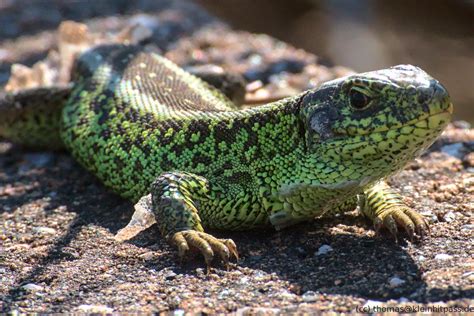 Sand lizard : r/wildlifephotography