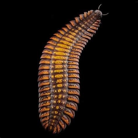 Arthropleura is an extinct genus of diplopod myriapods in the ...