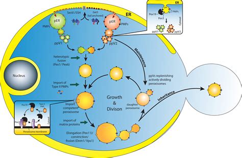 Frontiers | Emerging role of the endoplasmic reticulum in peroxisome biogenesis