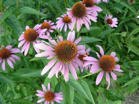 Purple Coneflowers Free Photo Download | FreeImages