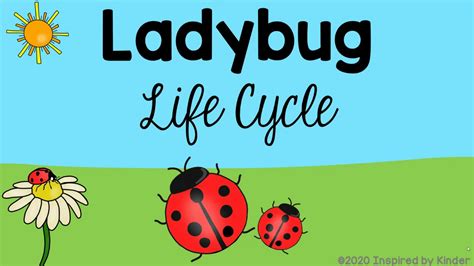 Ladybug Life Cycle - YouTube