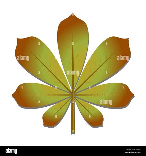 Chestnut leaf drawing hi-res stock photography and images - Alamy