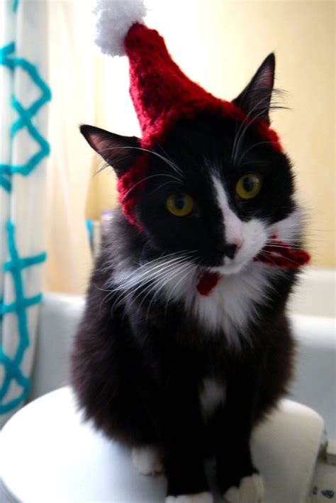 10 Cats That Are Absolutely Sleighing Their Christmas Outfits – Meowingtons