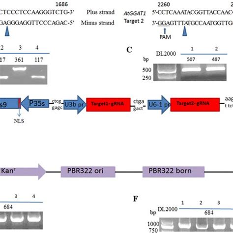 Construction of the CRISPR/Cas9 plasmid for targeting two sites in ...