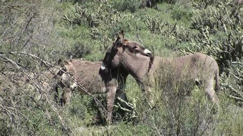 Lake Pleasant Wildlife Wild Burro family Mar 2010.mpg - YouTube