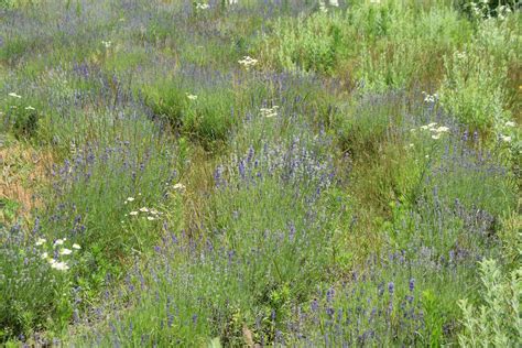 Beautiful Lavender Flower Field · Free Stock Photo