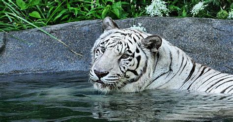 Rare white tiger dies at the Cincinnati Zoo