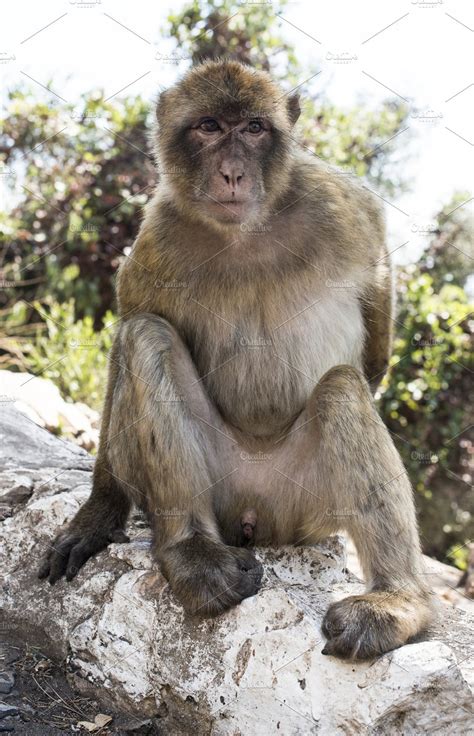 Barbary macaque monkey | High-Quality Animal Stock Photos ~ Creative Market