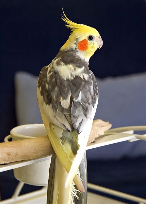 10 Cockatiel Colors Varieties & Mutations (With Pictures) - Pet Care Stores