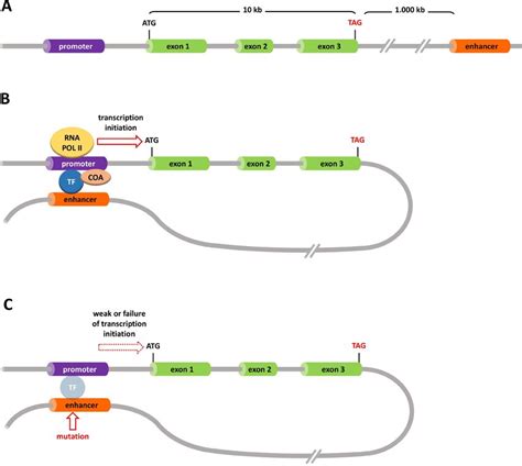 Schematic depiction of a gene with its promoter and an enhancer. (A ...