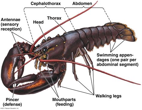 Organismal Biology