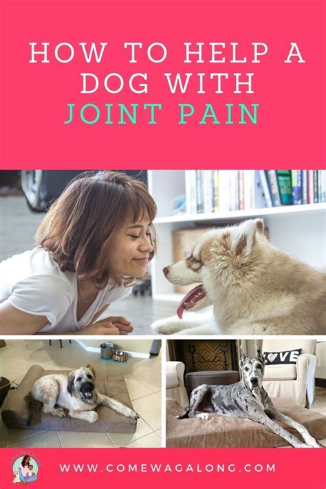 How to help a dog with joint pain – Artofit