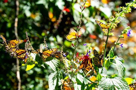 Where to See the Monarch Butterfly Migration in Mexico