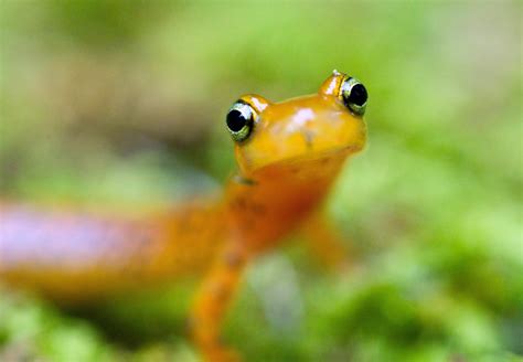 Free picture: up-close, longtail, salamander