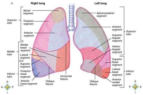 Lung Anatomy | Lung anatomy, Anatomy, Respiratory therapy