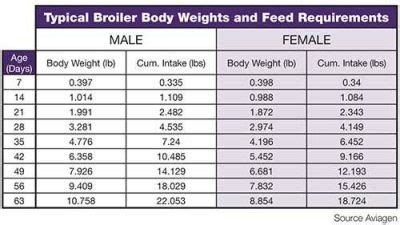 Broiler Chicken Growth Charting - Backyard Poultry