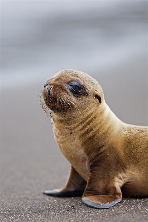 Galapagos Sea Lion Zalophus Wollebaeki by John Freeman