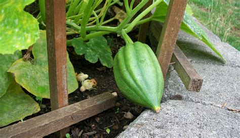 Acorn Squash - Hobby Farms