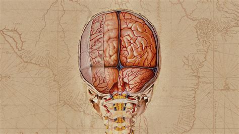 New brain atlas offers comprehensive map of the human brain | MIT Technology Review