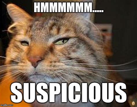 suspicious_cat_meme – The Q Tree