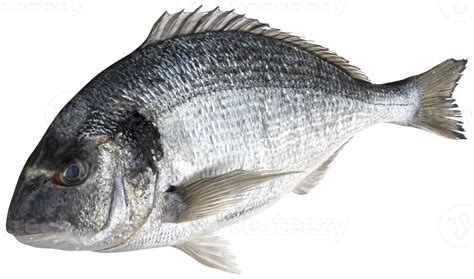 Fresh dorado fish isolated on white background with clipping path 10833998 PNG