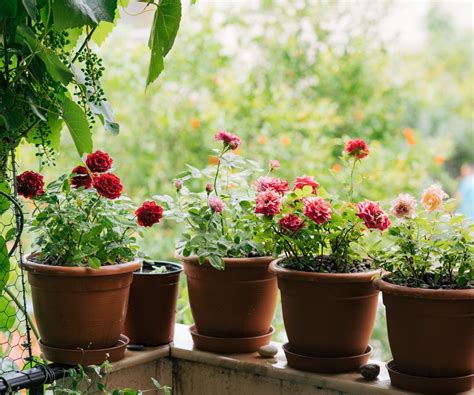 How to grow roses in pots: expert tips for container blooms | Homes ...