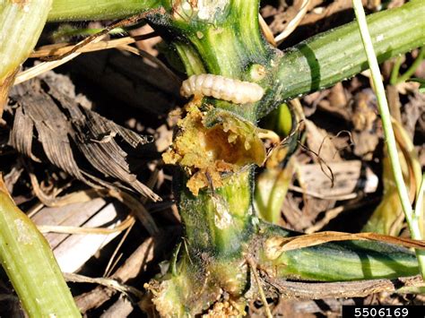 Signs of Squash Vine Borer Damage and How to Control It