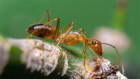 Blog - A Handy Guide To Crazy Ant Control For Plano Properties