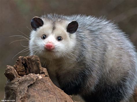 Opossum Set Ablaze as Corrections Staffer Jeers in Tennessee