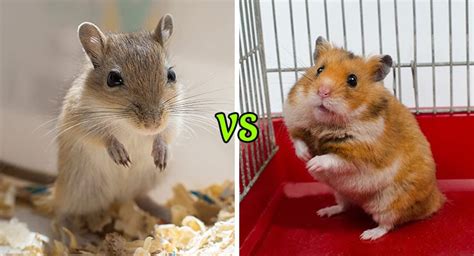 Gerbils vs. Hamsters: Which Make Better Pets?