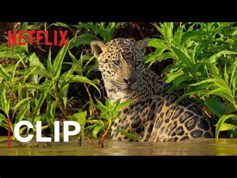 Our Planet Clip Shows Jaguar Hunting and Killing a Caiman - Thrillist