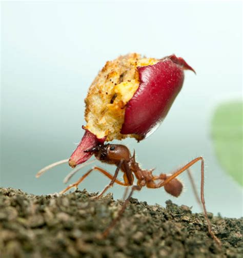 Ants Marching With Food