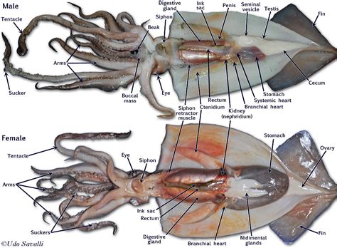 Squid Dissection Quiz (Part 1) Diagram | Quizlet