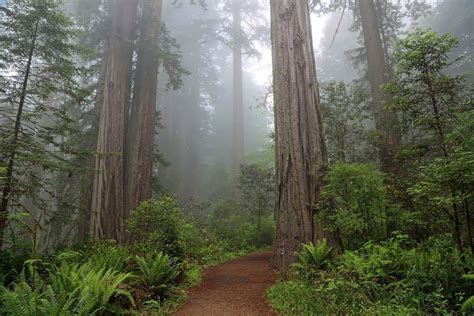 The 10 Best Hikes in Redwood National Park, California