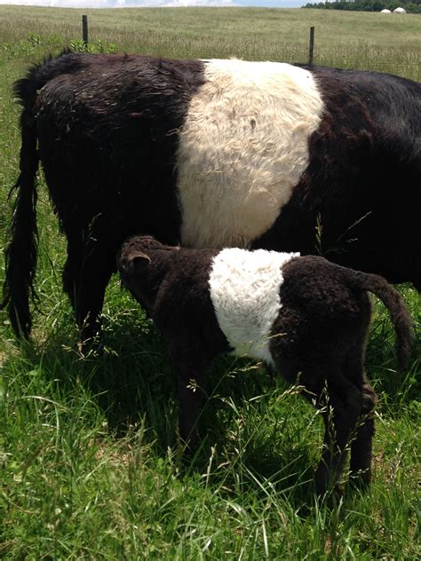 Pin by Rod on Belted Galloway Cattle | Galloway cattle, Breeds, Cattle