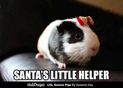 Funny Guinea Pig Photos & Cavy Memes - LOL Guinea Pigs (lolguineapigs ...