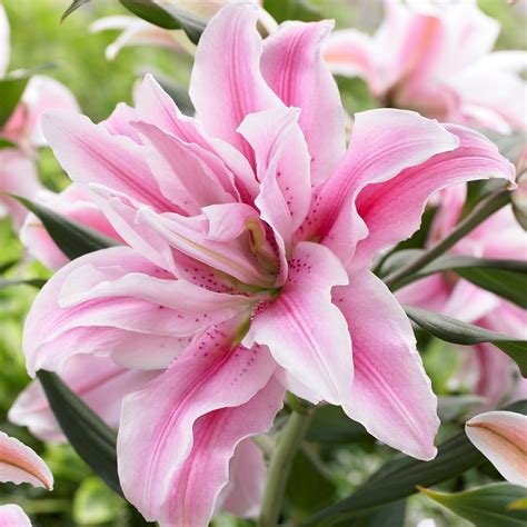 Rare Multi-Color Lily Flower Seeds 100pcs/pack – GreenSeedGarden