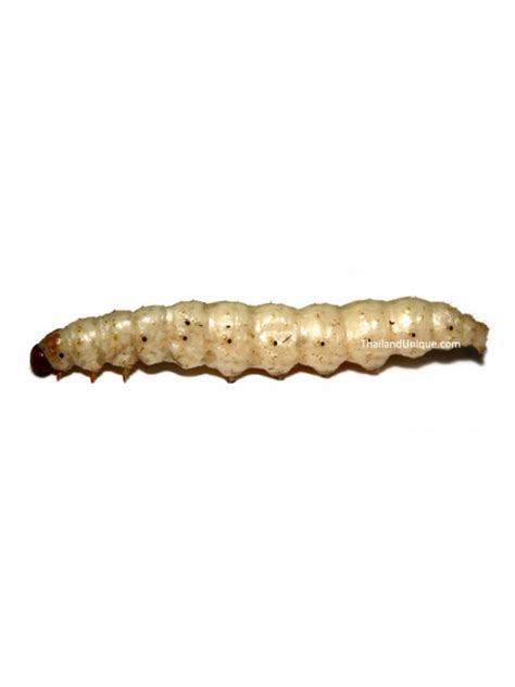 Edible Bamboo Worm Pupae