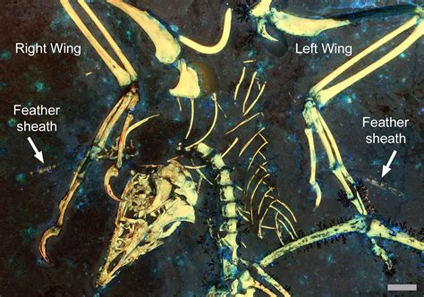 New Insights Into the Origins of Flight From Ancient Archaeopteryx Fossil