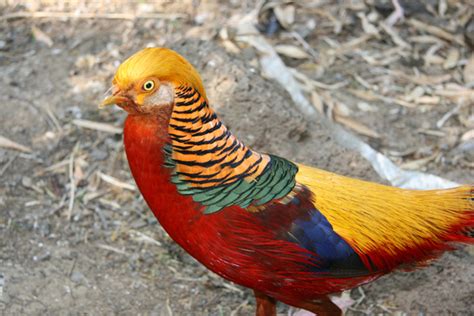 Birds Vol 1 #1 – The Golden Pheasant | Lee's Birdwatching Adventures Plus