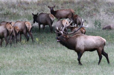 Sept 2010-One of the most spectacular wildlife viewing opportunities in Montana take place this ...