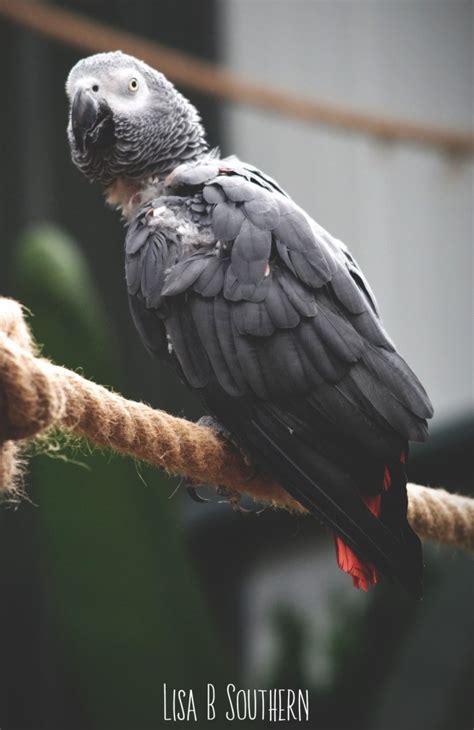 African grey parrot - ZooChat