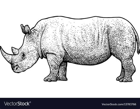 Rhinoceros drawing engraving ink Royalty Free Vector Image