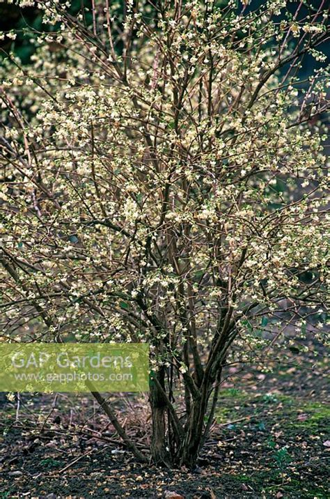 Lonicera x purpusii ... stock photo by Richard Bloom, Image: 0037381