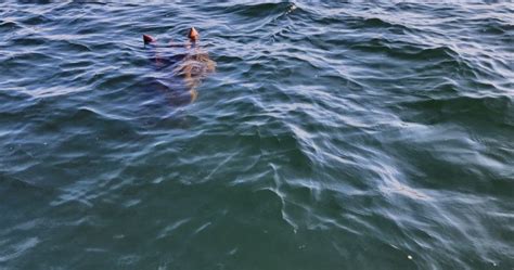 Ogopogo or unusually large bird? Kelowna couple spots something strange ...