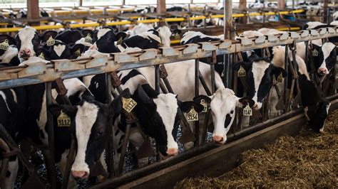 How Artificial Intelligence Could Change The Dairy Farming Industry