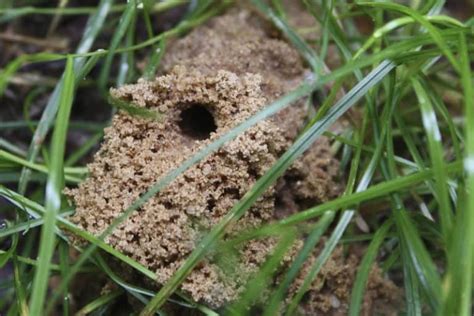 How to Get Rid of Ground Wasps: Safe Control & Removal