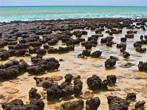 Stromatolites: Evidence of Pre-Flood Hydrology | Hydrology, Science and nature, Geology